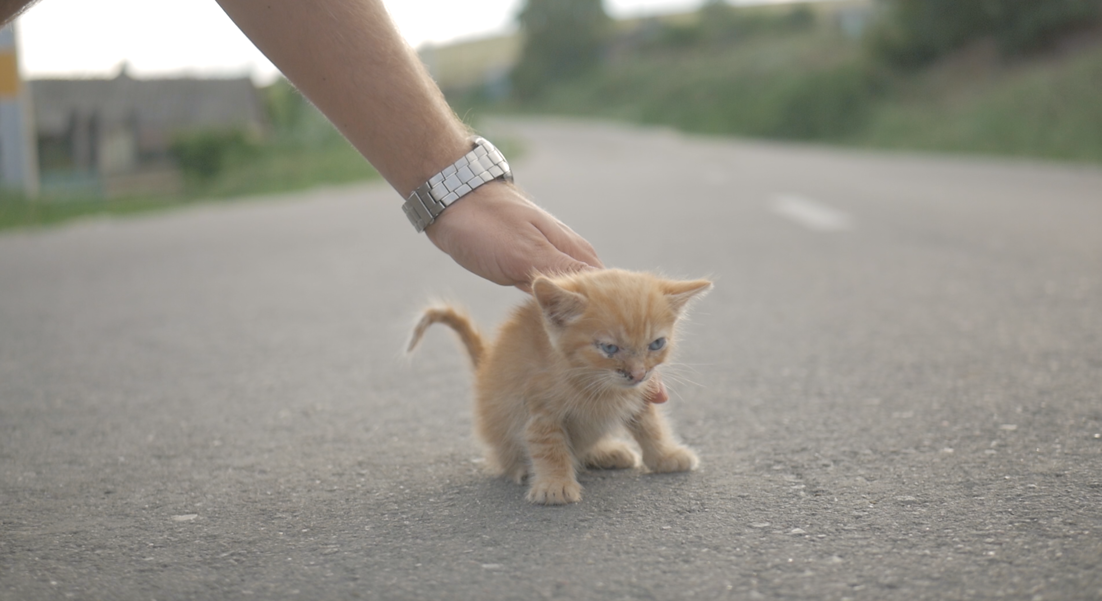 kitten in the street