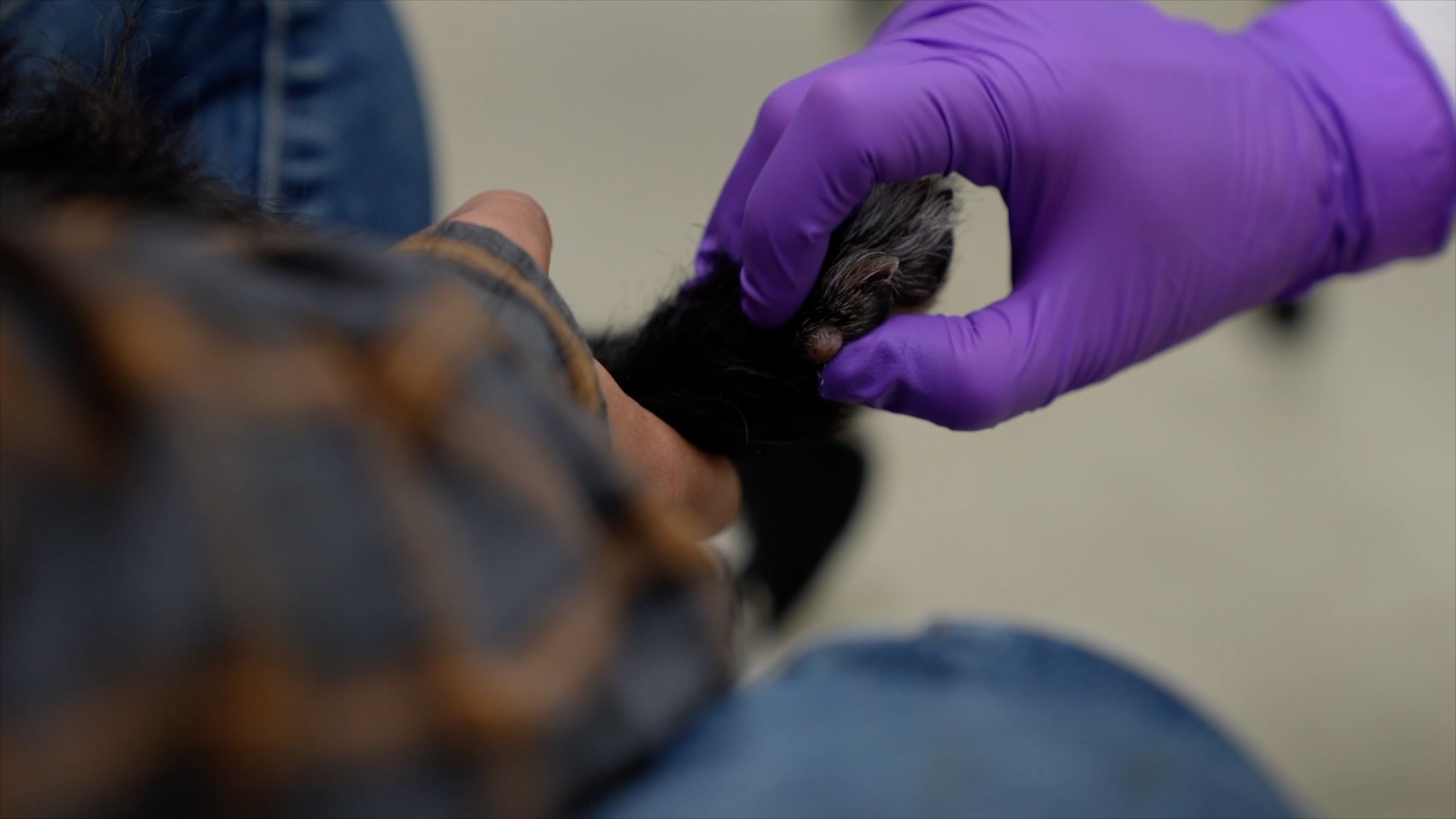 Vet Shortage