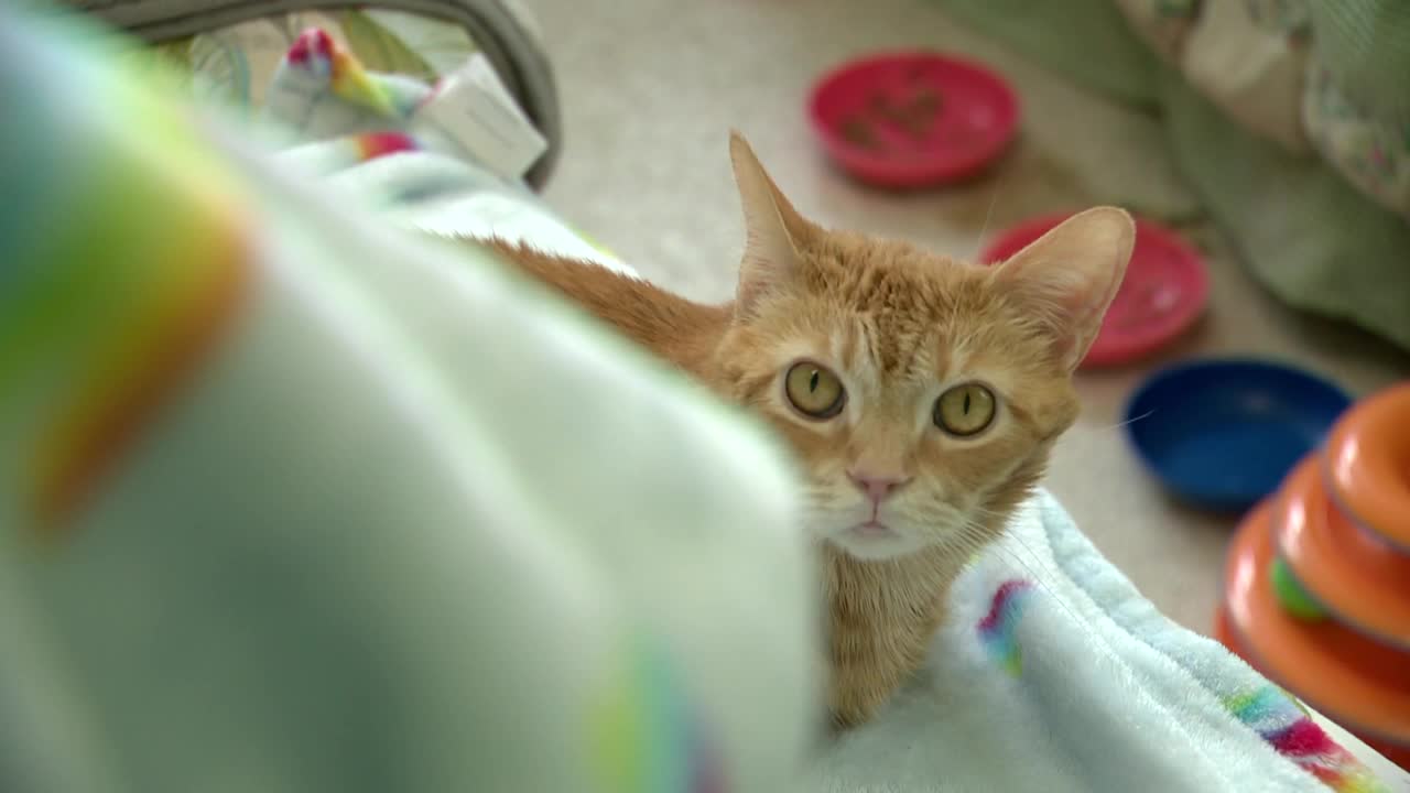 True Rescue cat