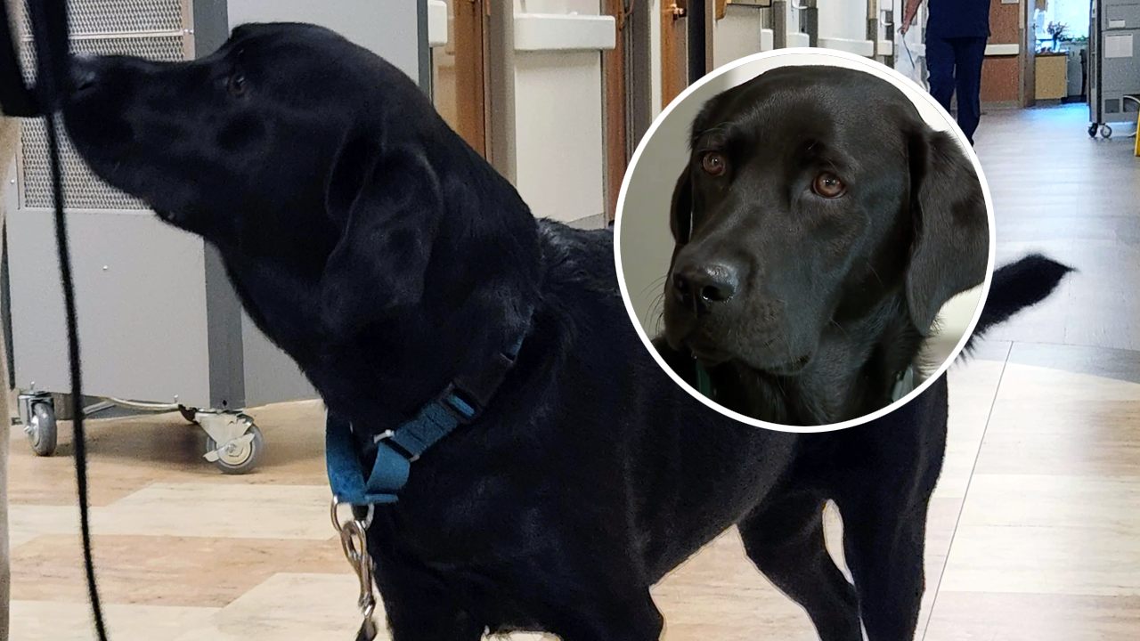 companion canine.png