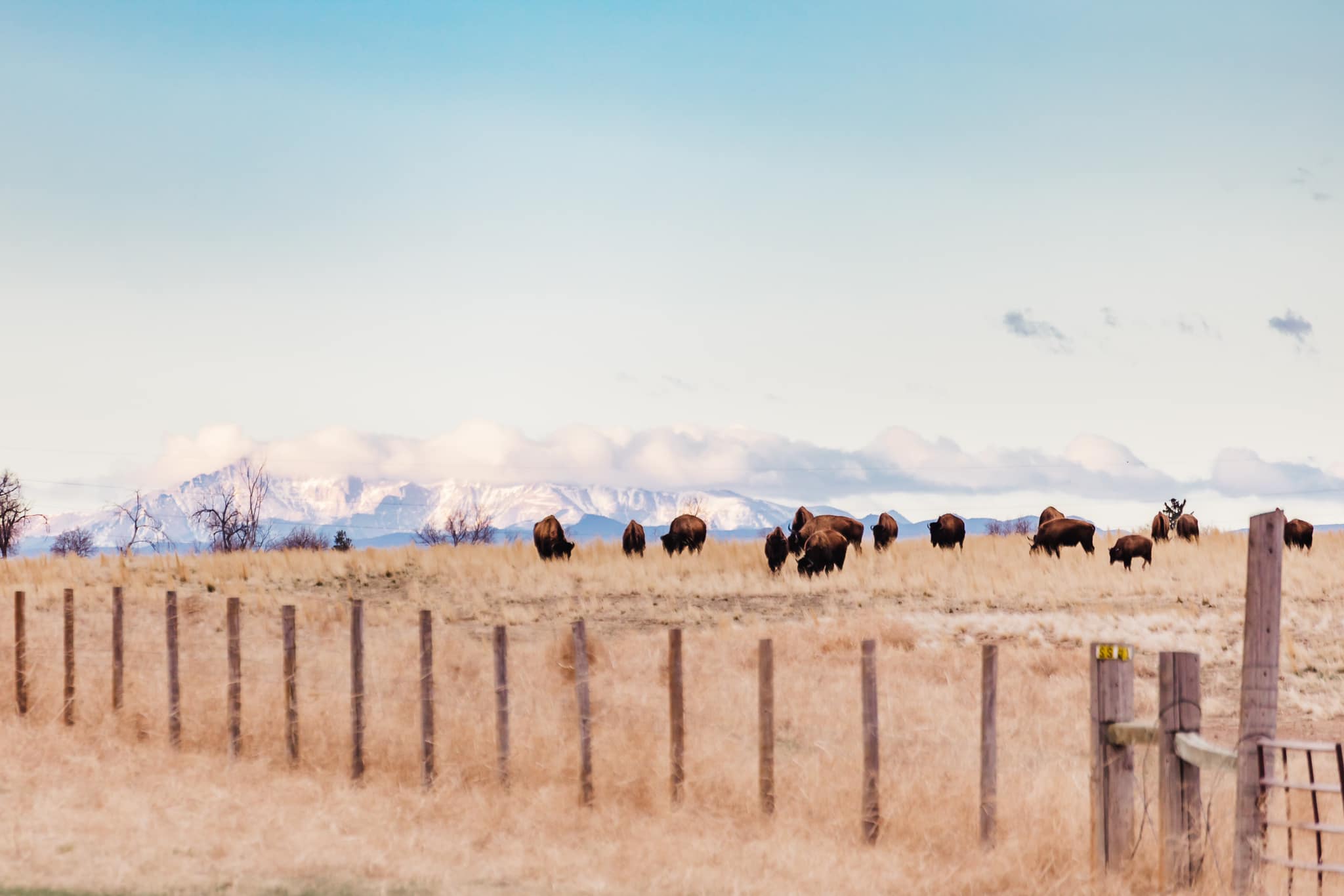 bison-kelly-wiitala-arsenal.jpeg
