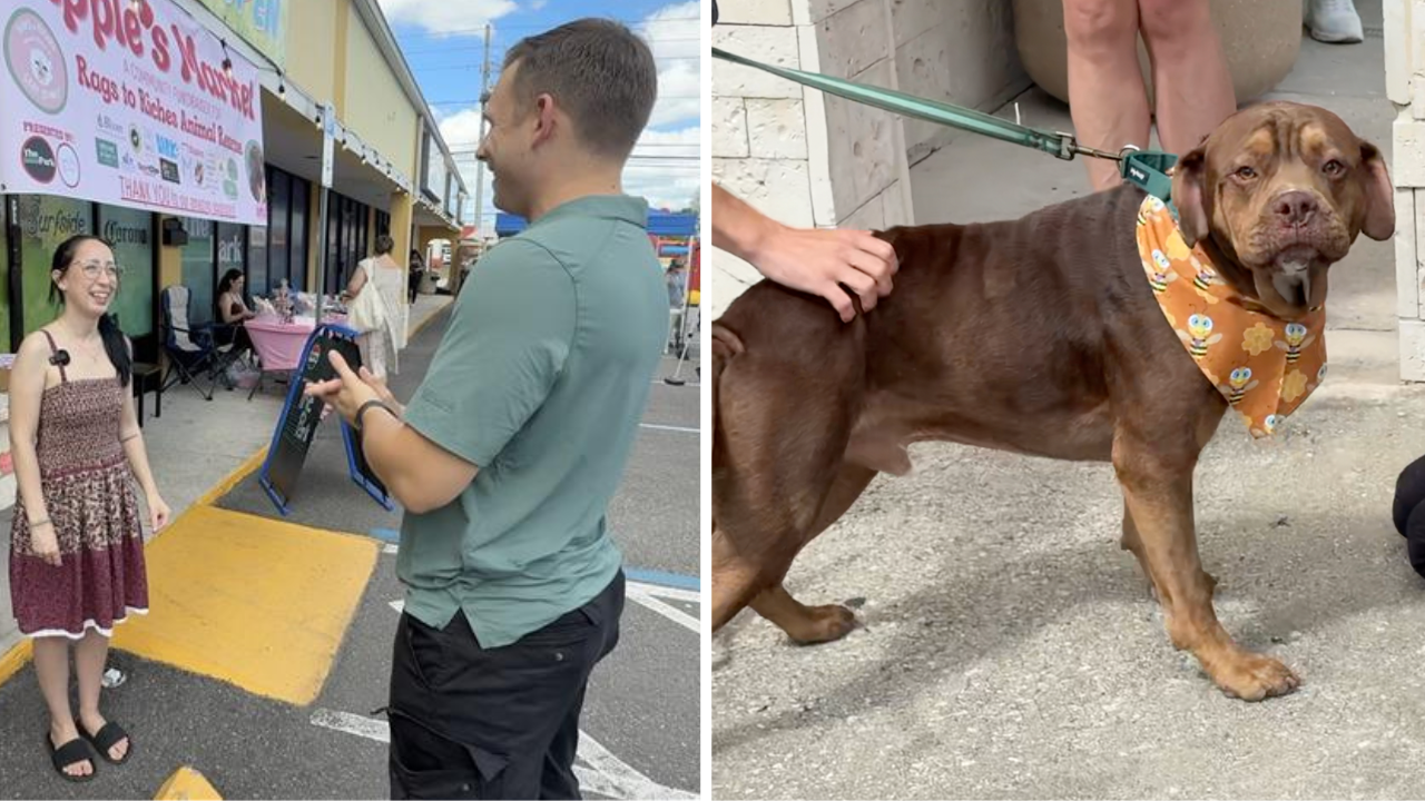 largo rescue dog