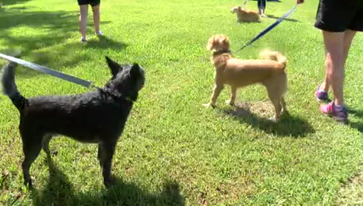 Beaullieu dog park dogs.PNG