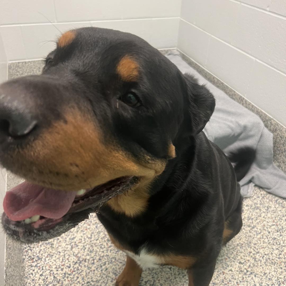 Dog stolen from Texas lawn three years ago found in Westminster, reunited with owner
