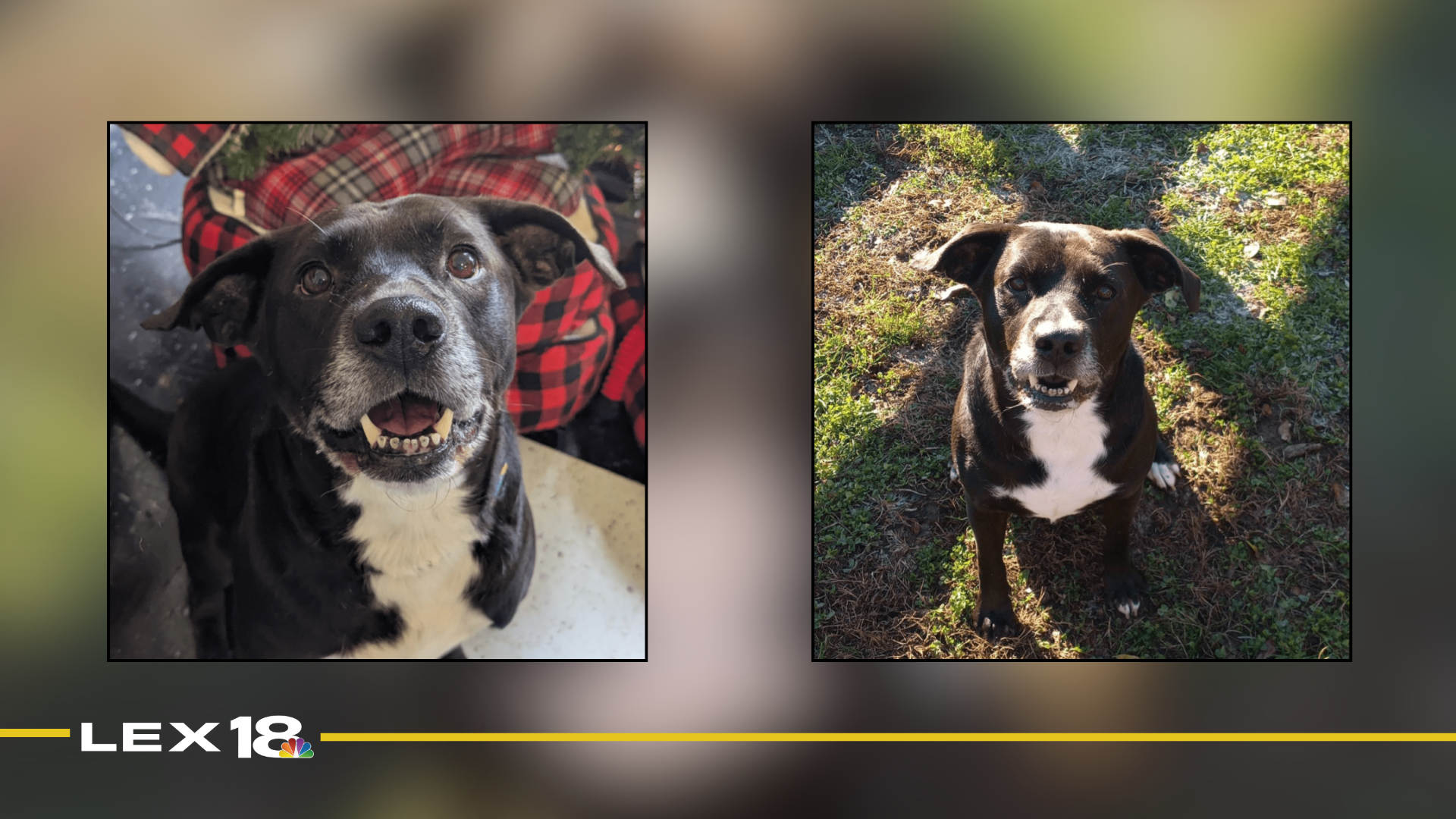 mugshot template  - 2025-12-11T115747.052.png