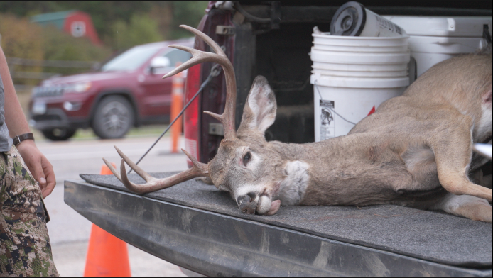 Harvested white-tail deer