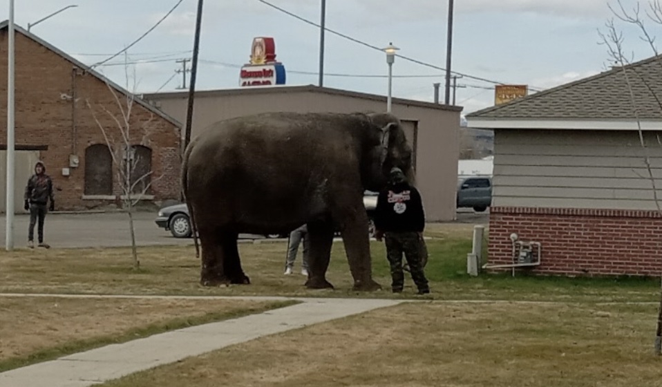 elephant at apartment