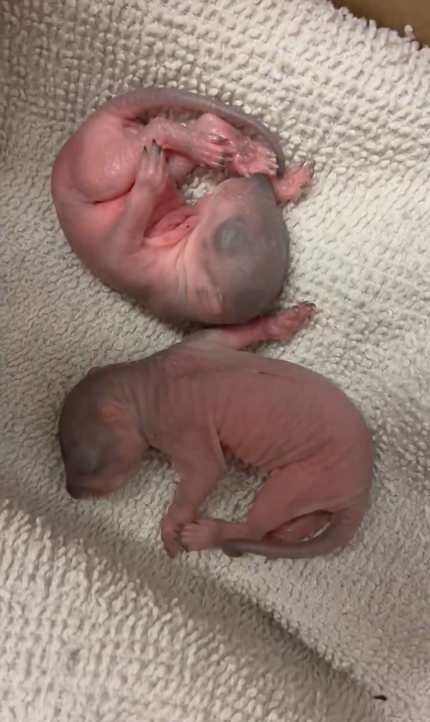 Baby Squirrels