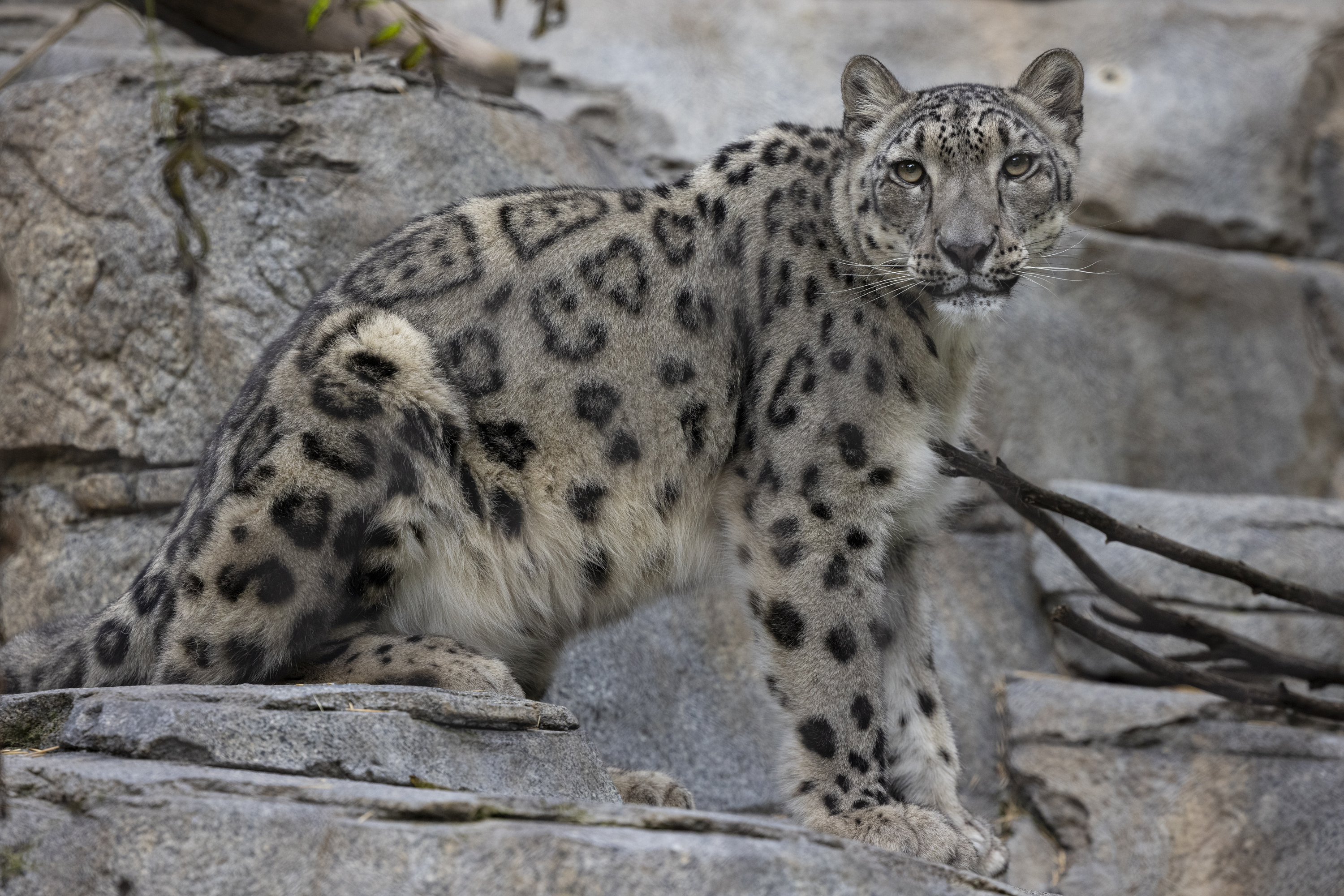 San Diego Zoo female snow leopard suspected positive for COVID-19