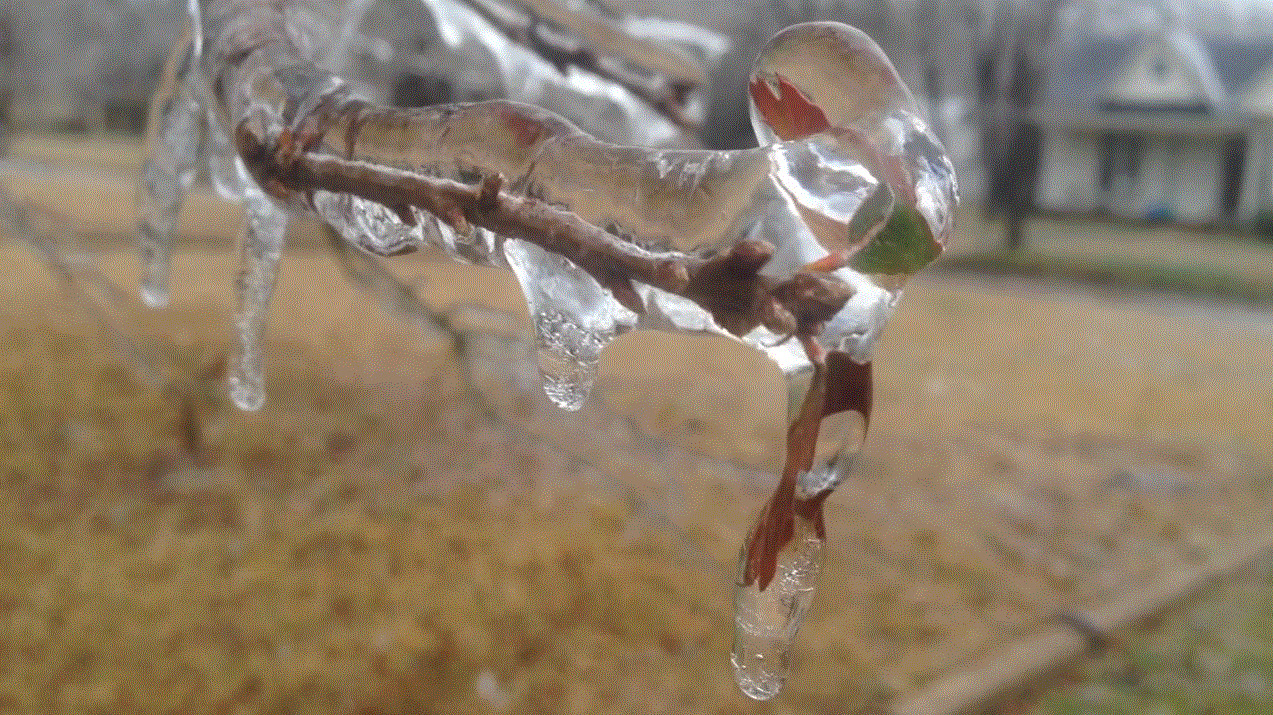 Frozen branch