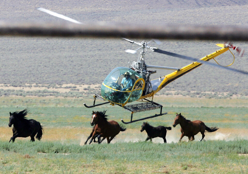 Mustang Roundups Legal Challenges