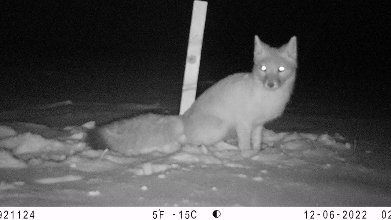 FWP conducting survey of swift fox population along Hi-Line