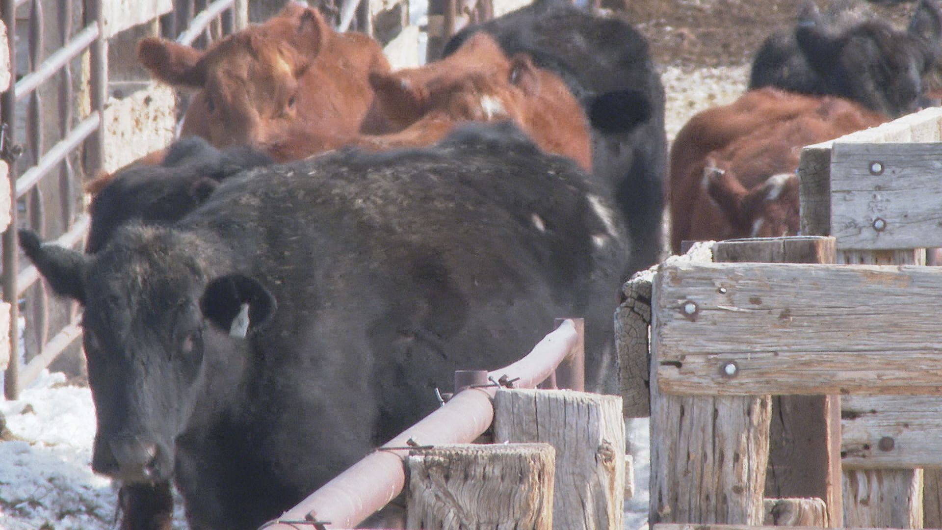 Cattle at La Junta Livestock