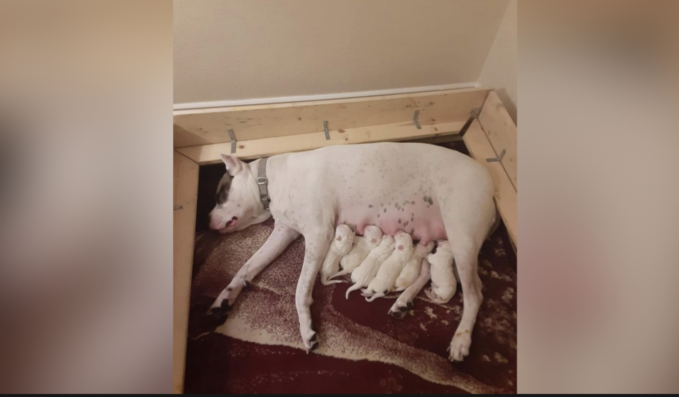 Crash victim dog and puppies