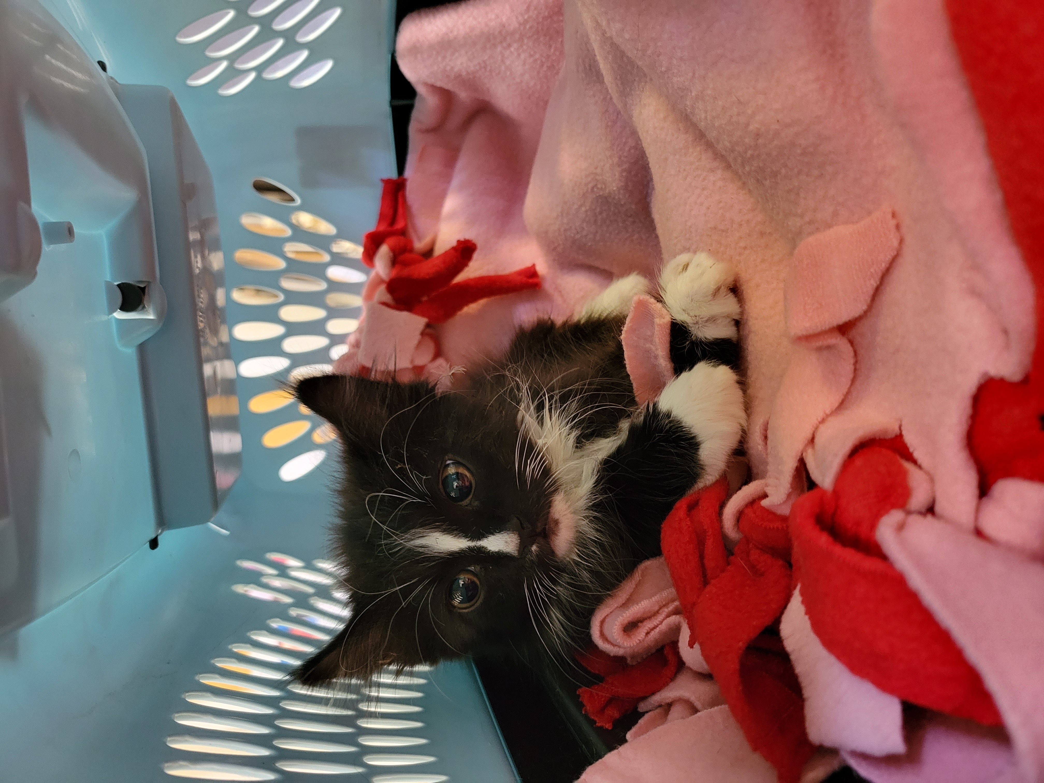 Augstus Gloop Phoenix kitten