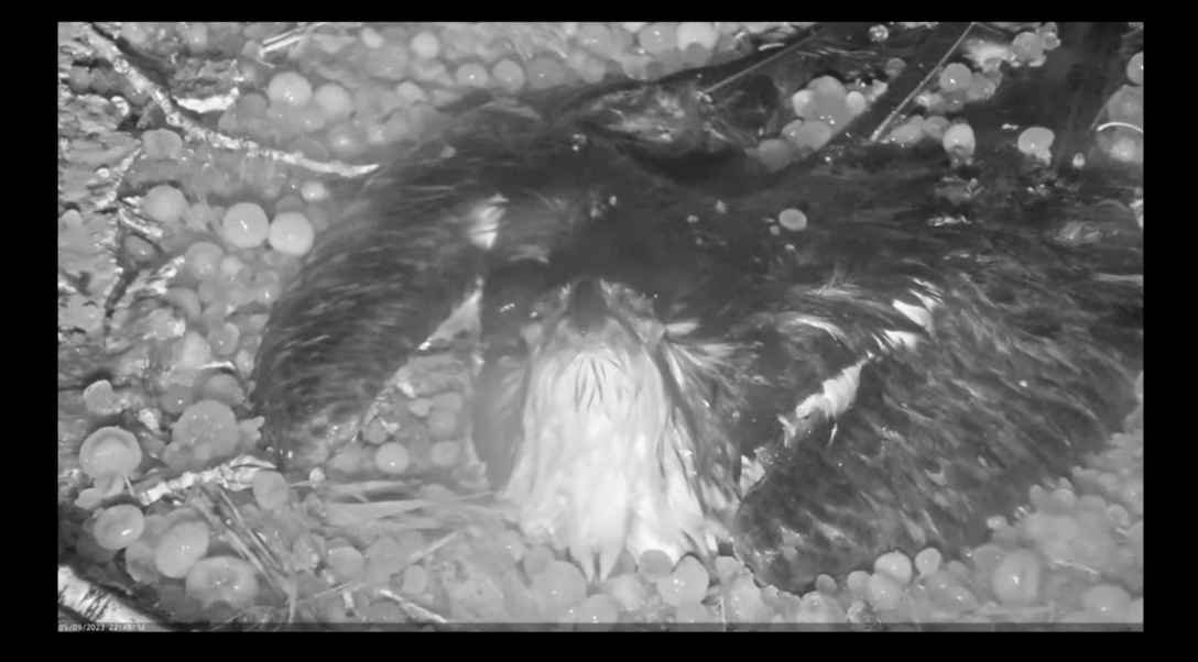 Osprey protecting eggs from hail