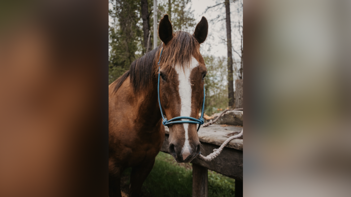 GNPC Horse Naming Contest