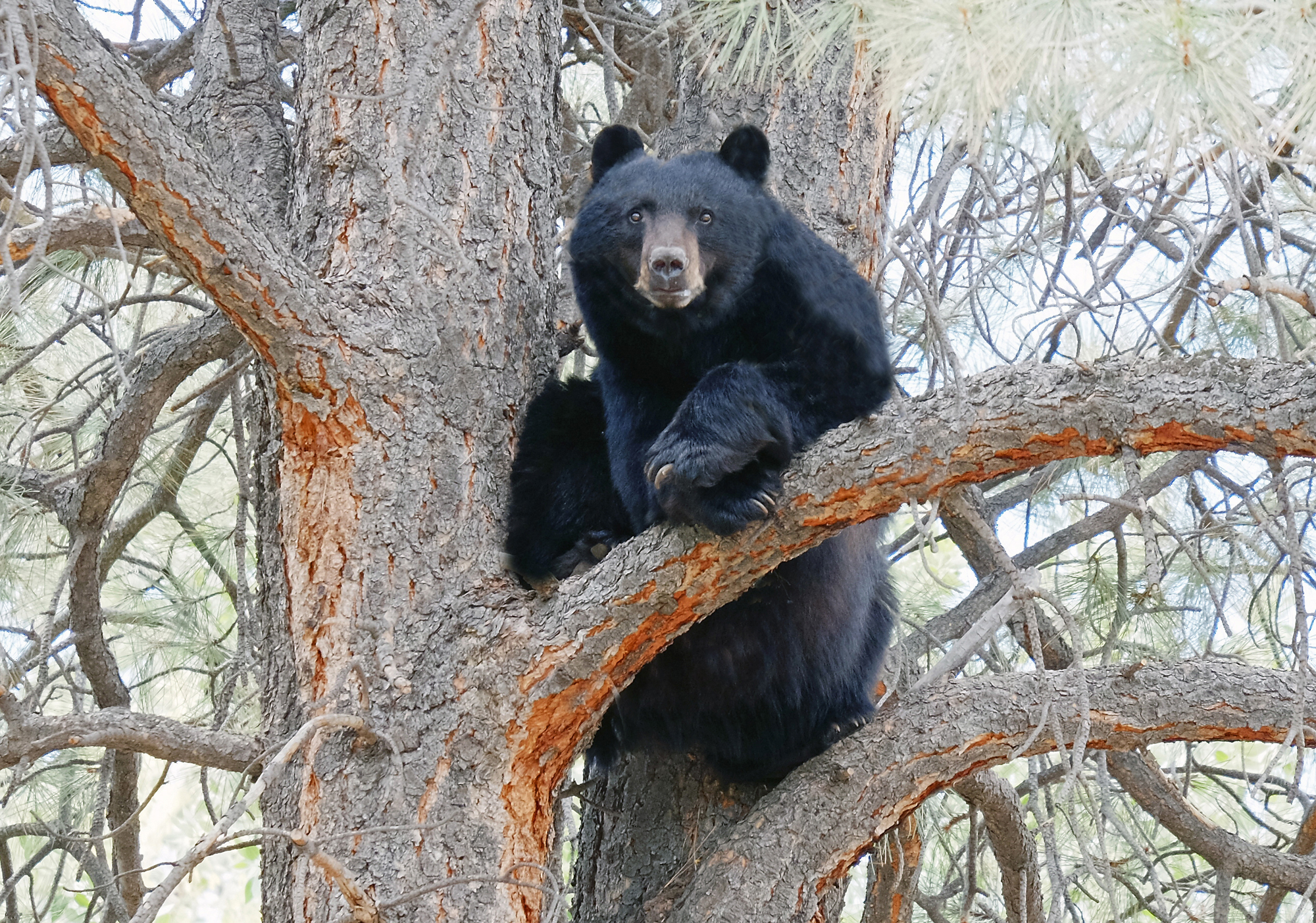 Black Bear
