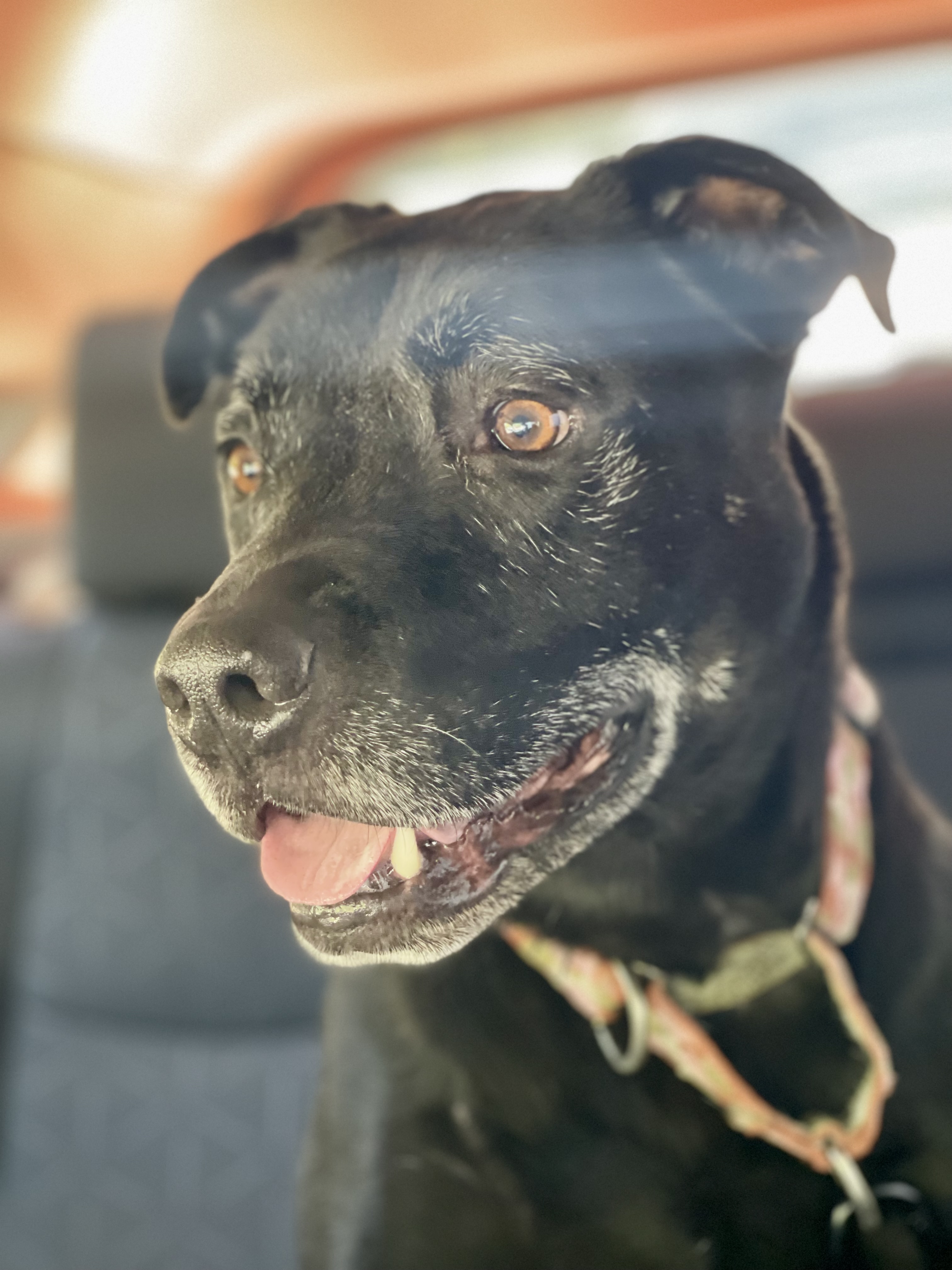 Pet Adoption Tuesday: Meet Lincoln!