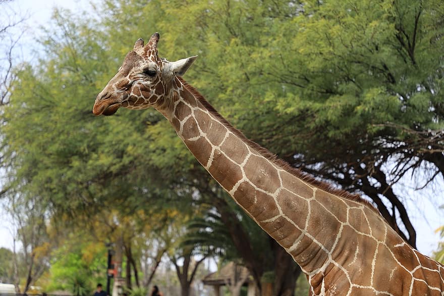 Reid Park Zoo giraffe