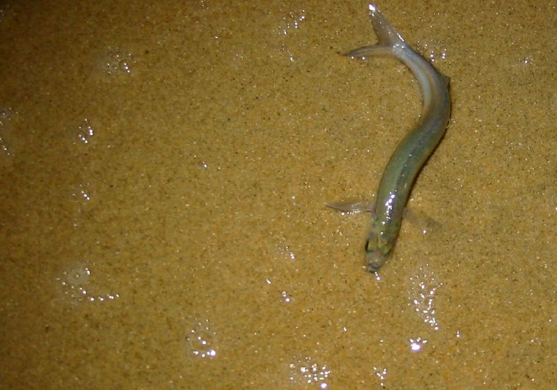 grunion san diego