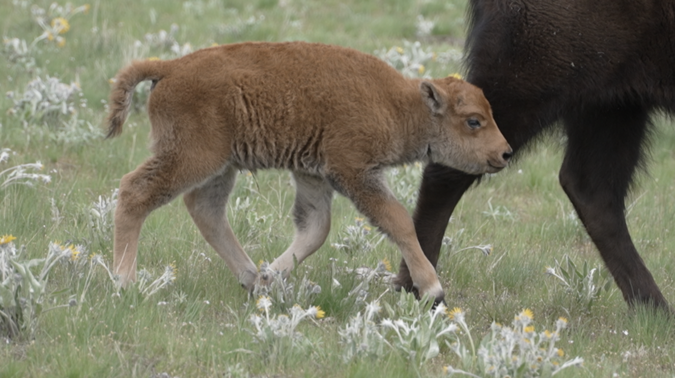 CSKT BISON RANGE FIRST CALF