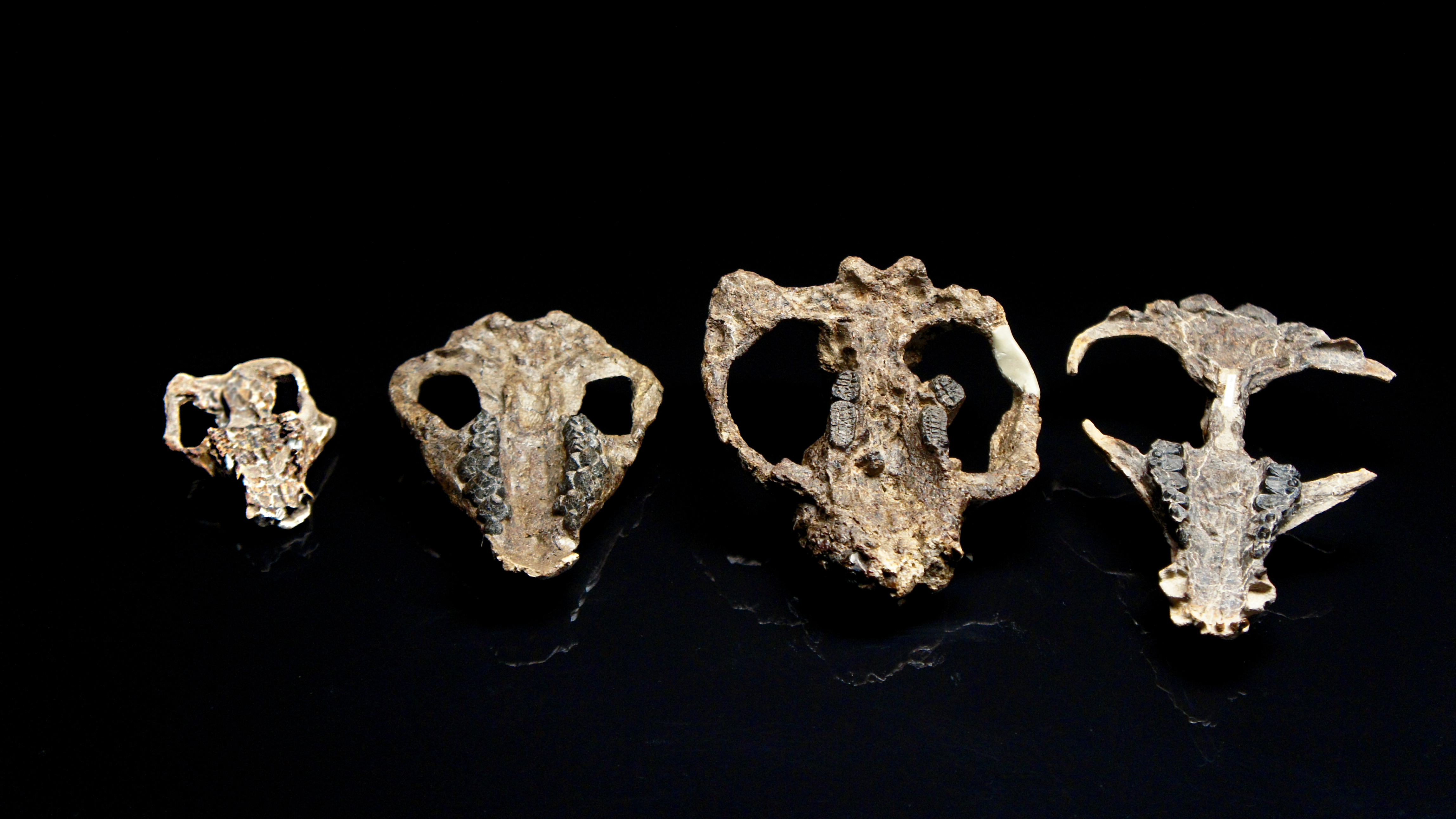 Denver Museum of Nature & Science fossils