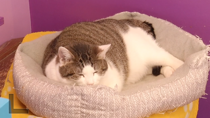 Leaving your pets at home: as people head out of town, how to keep your pets happy and healthy