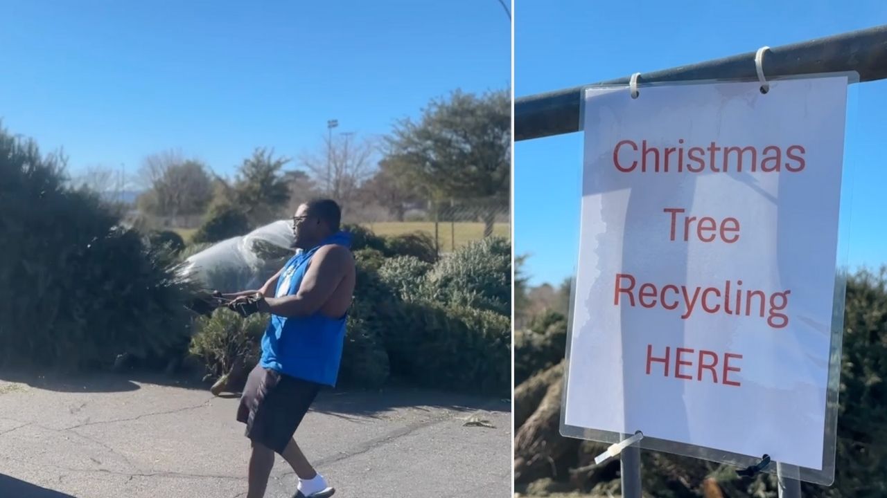 Christmas tree recycling