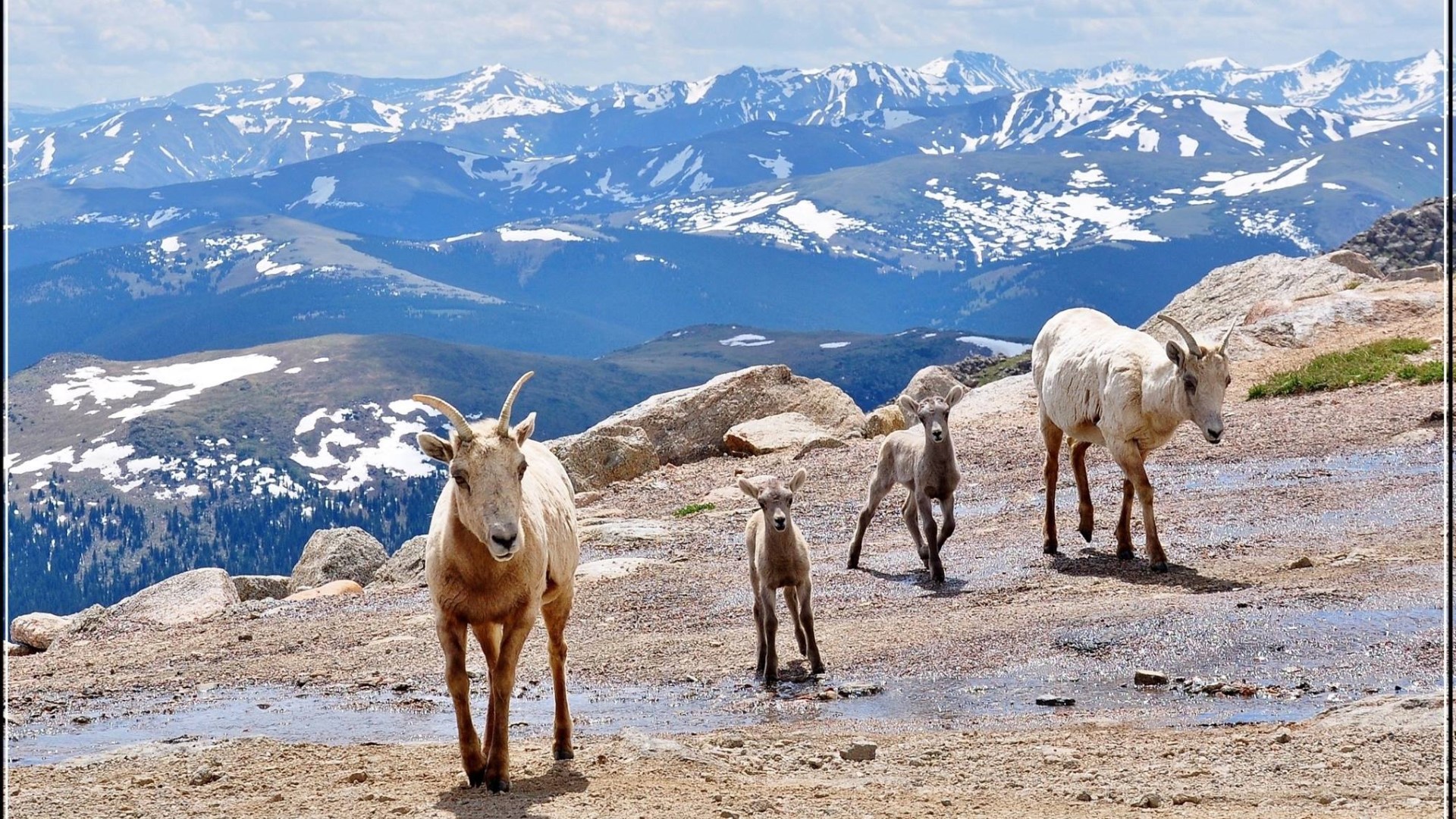 Bighorn sheep ewes on Mt. Evans