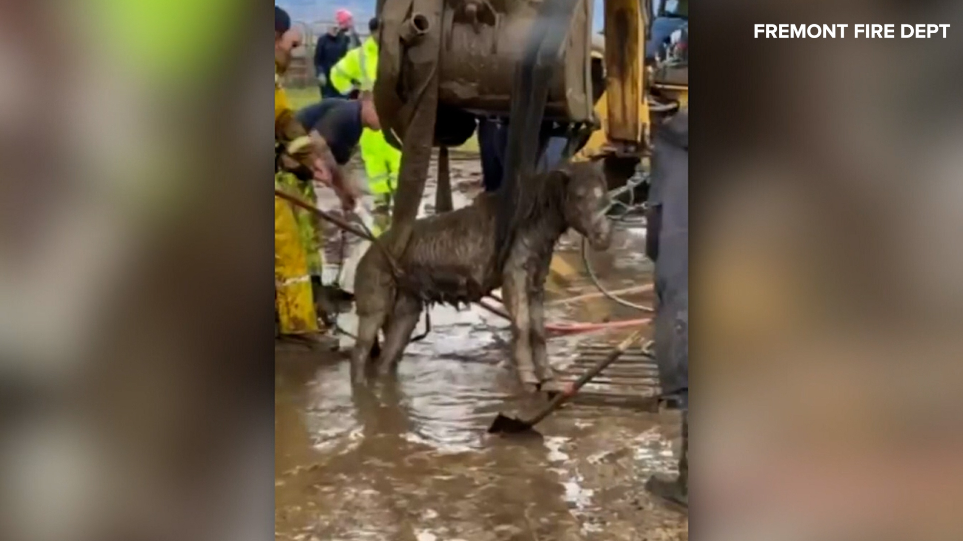 MudslideHorse.jpg