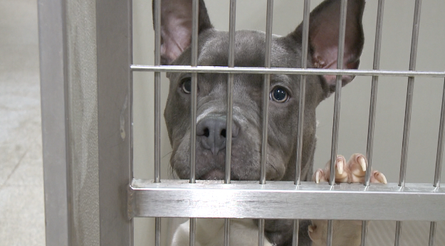 Filing taxes? Here's how your return can help adoptable animals in West MI this year