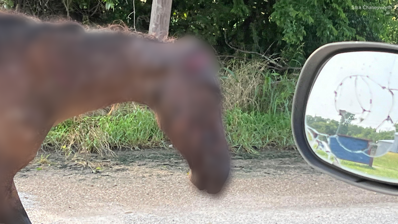 Marlin Horse Censored