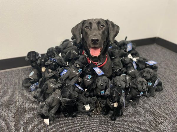 Luna Pixel CSPD K9