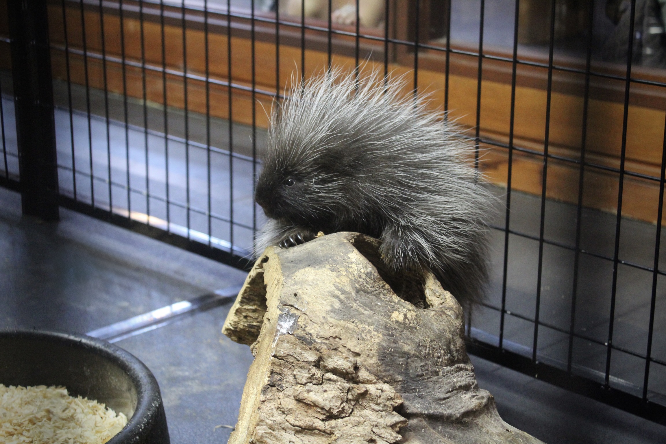 Maymont Porcupette