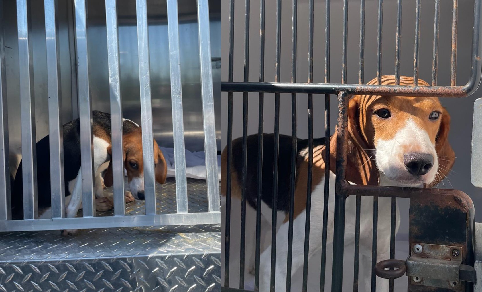 beagles.jpg