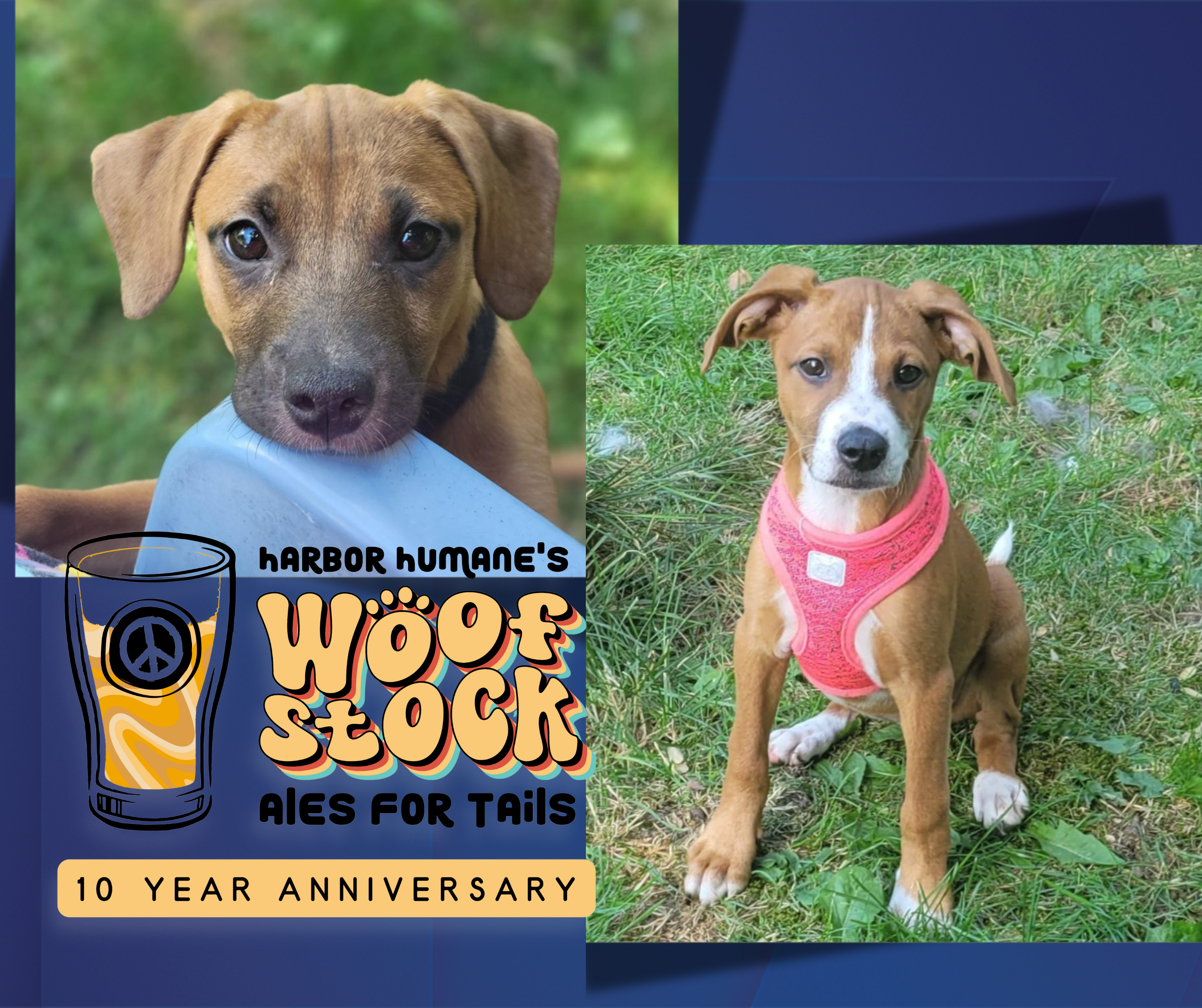 Pet Adoption Tuesday Mee Goldie and Pea + Woofstock.png