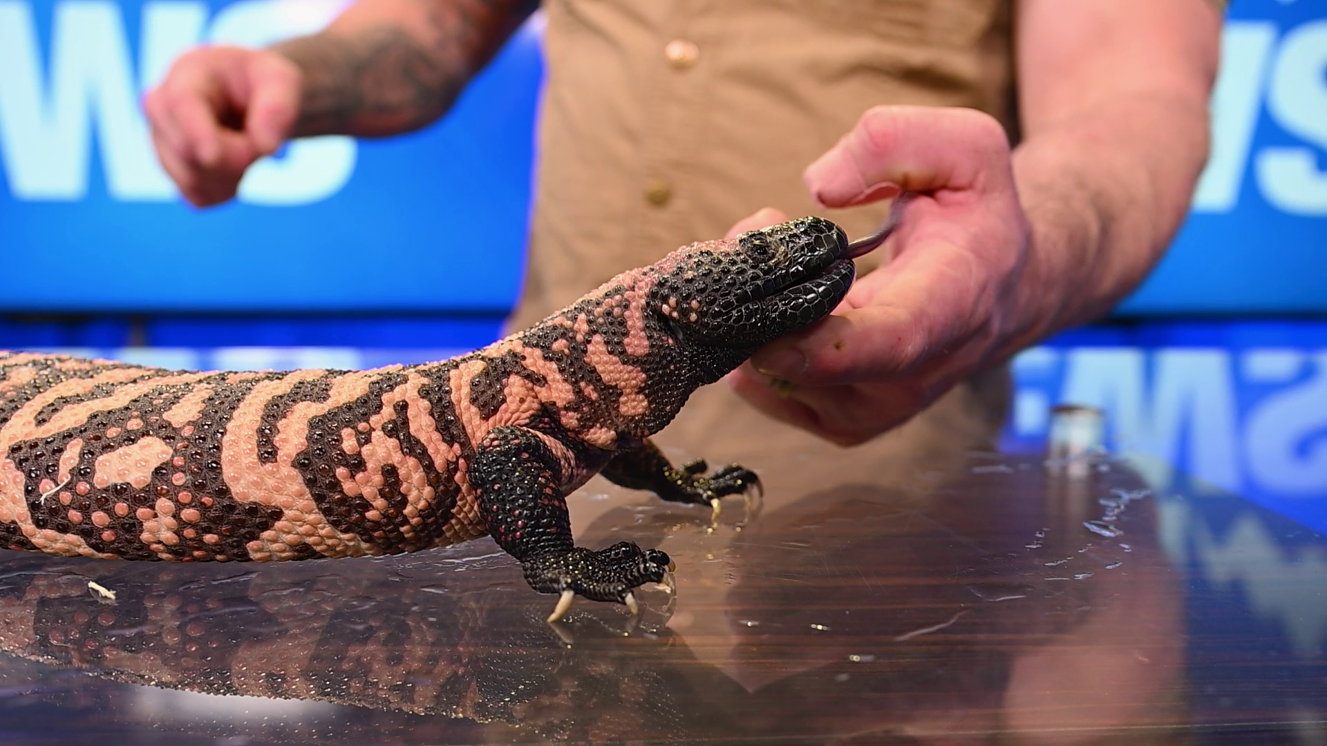 Big Sky Reptile Show (preview)