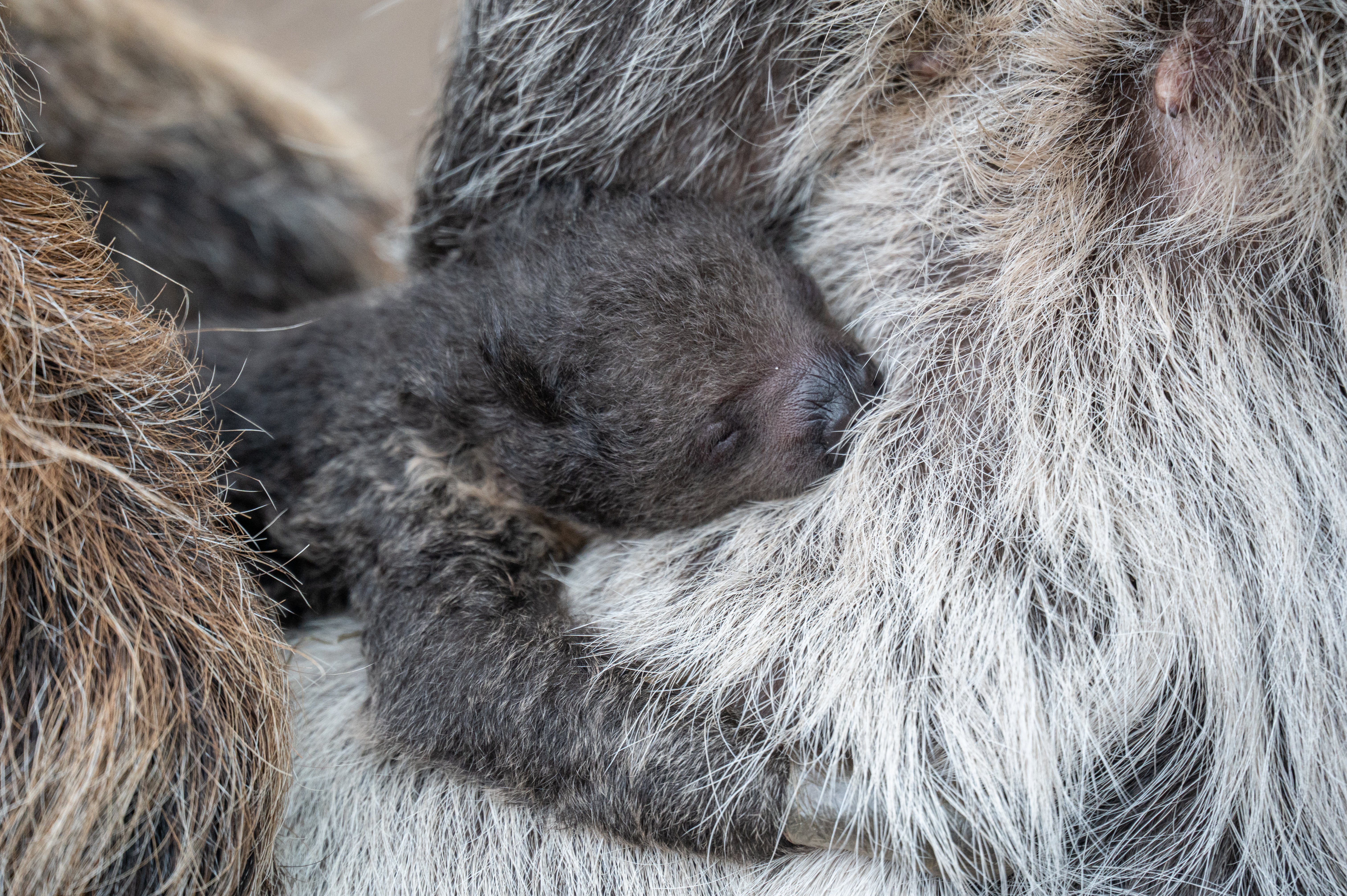 two-toed baby sloth_denver zoo feb 21 2023.jpg