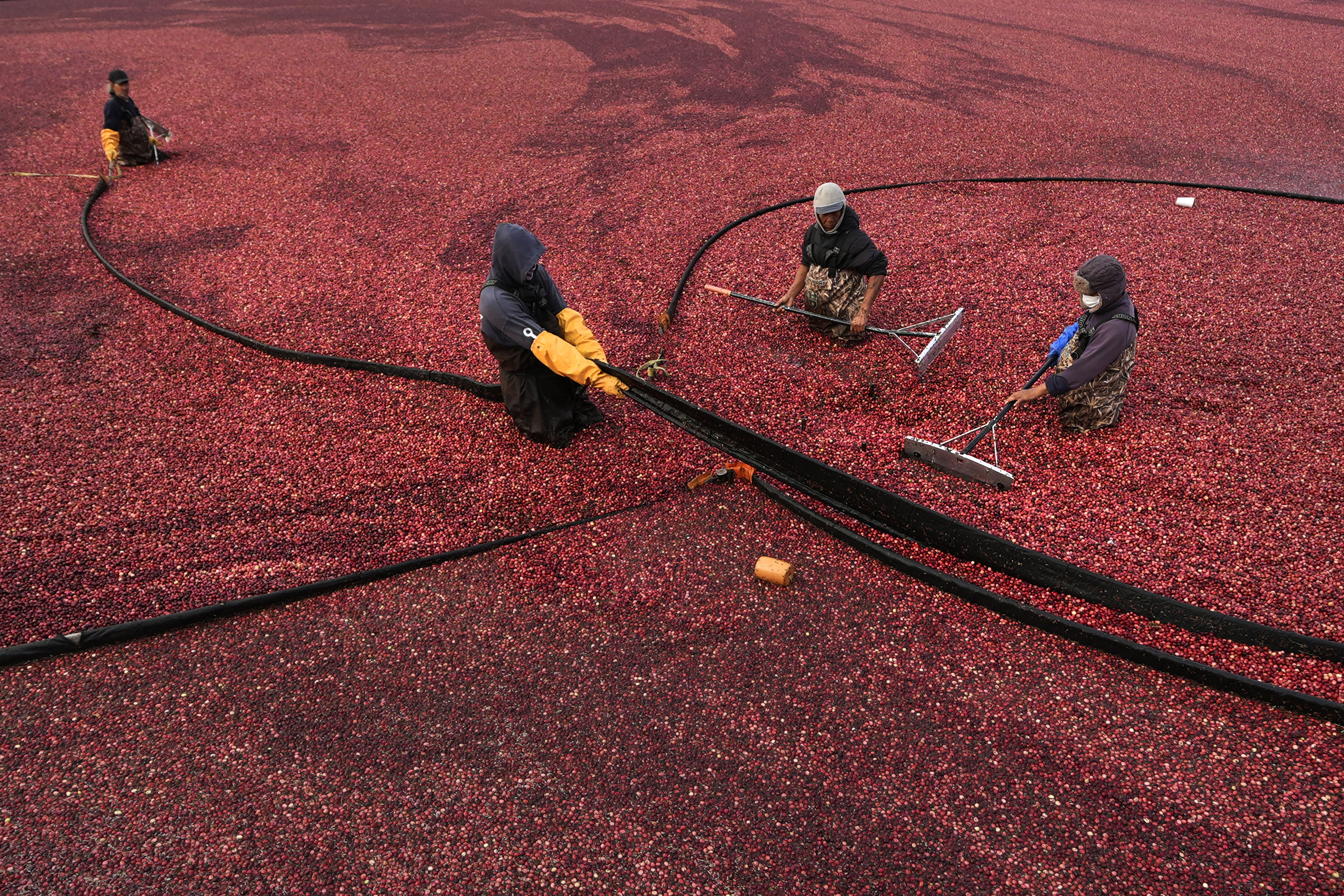 APTOPIX Cranberry Harvest