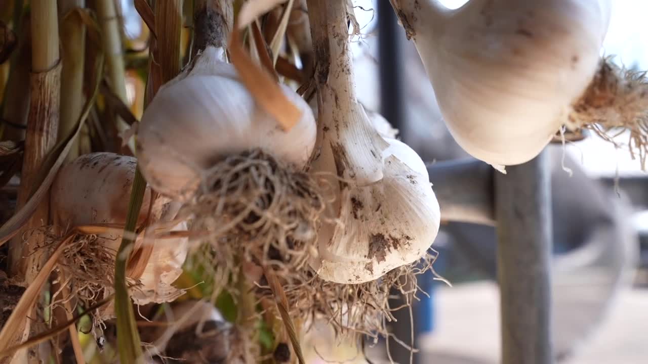 Garlic Cloves