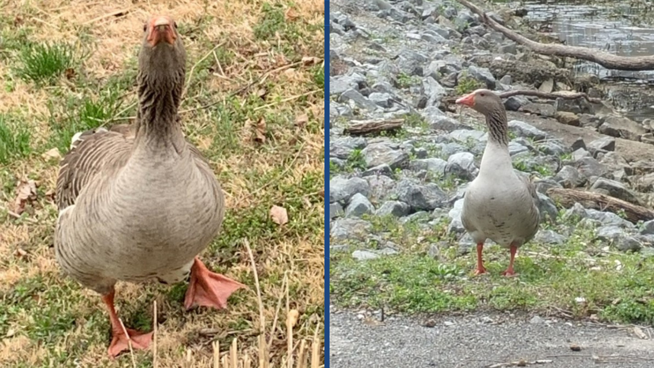 barnyard the goose