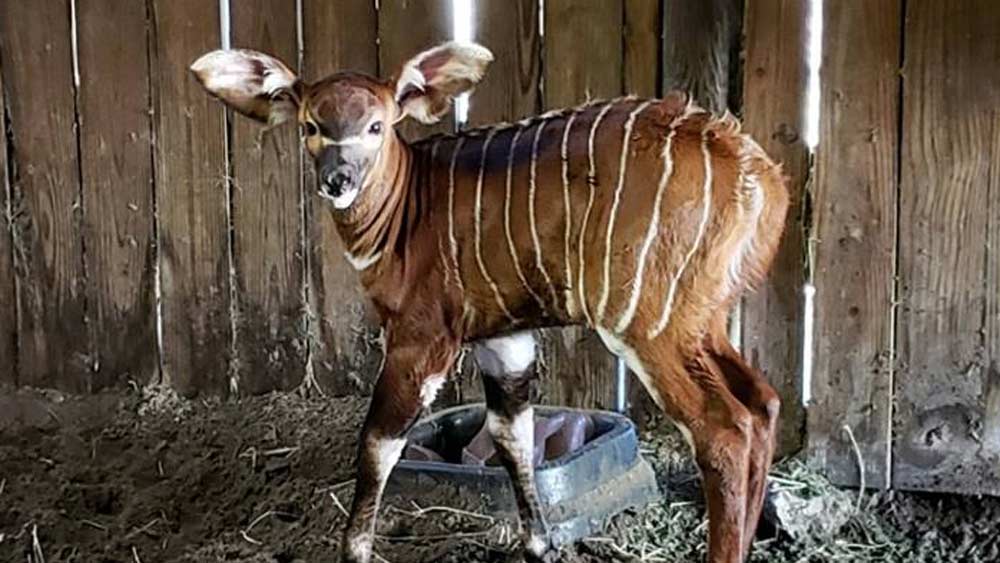 wptv-eastern-bongo.jpg