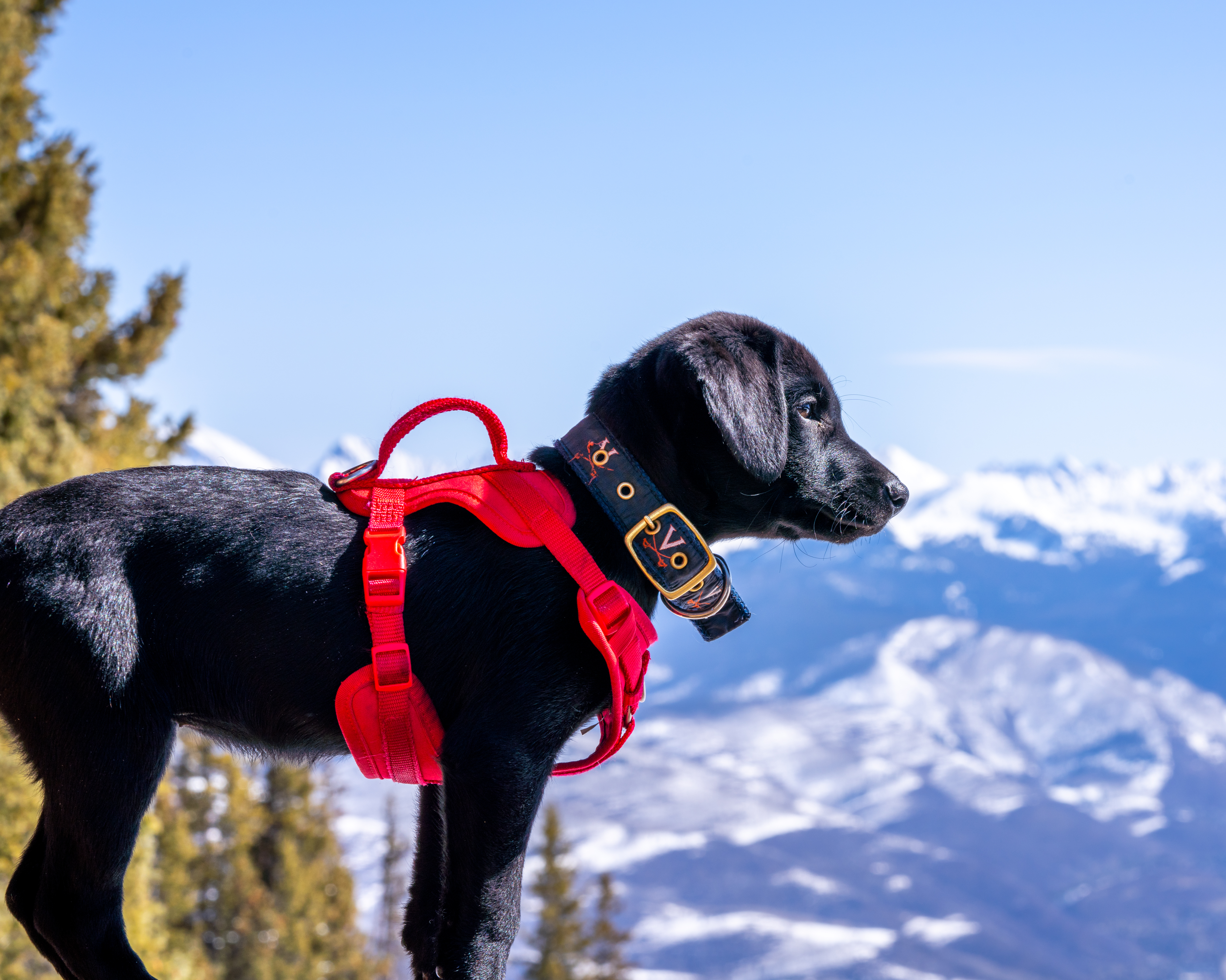 Beaver Creek Avalanche dog.jpg