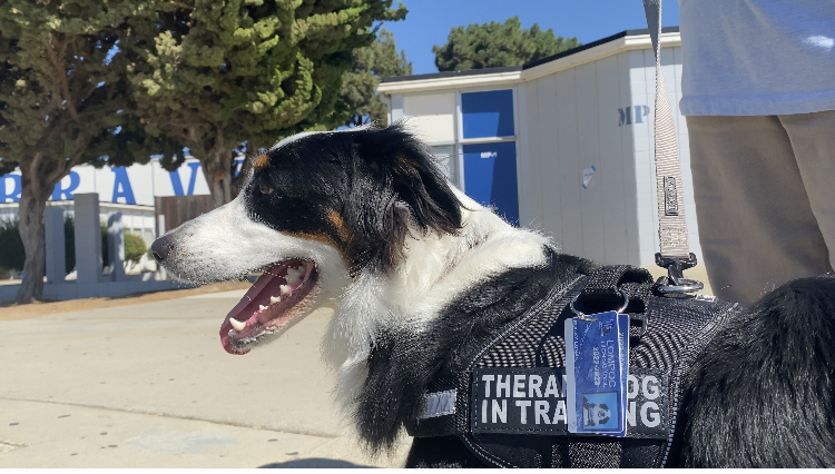 Rocky Luna, the therapy dog 