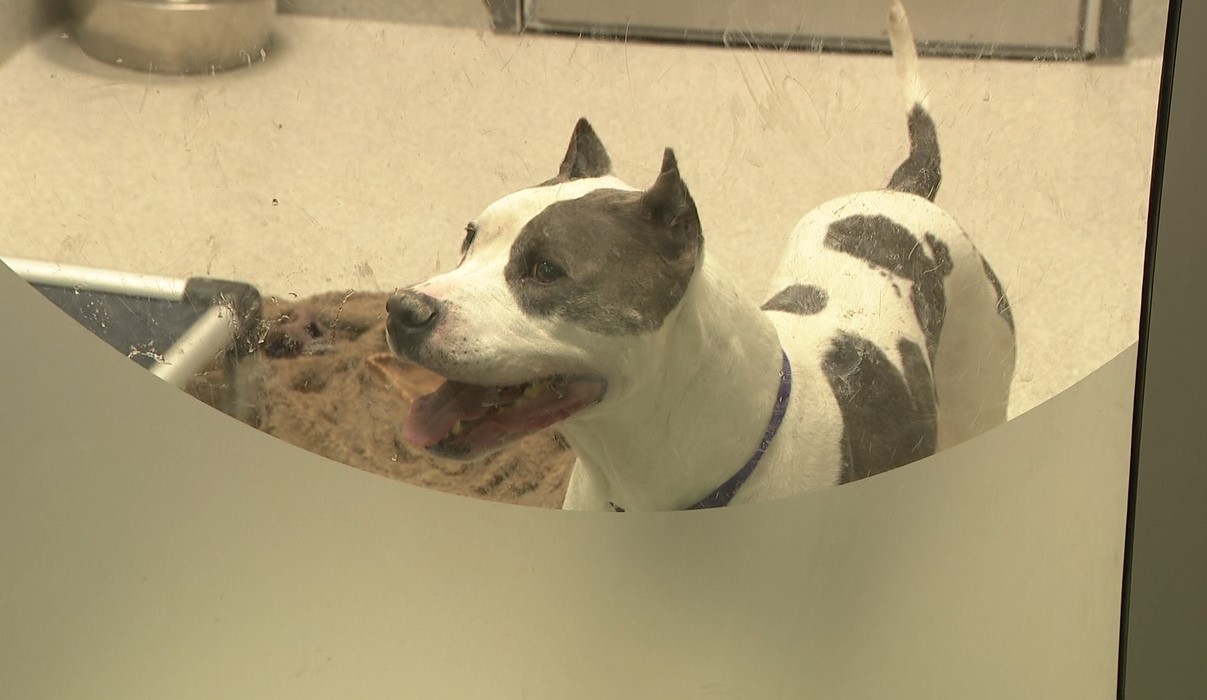 bigdog2.jpg