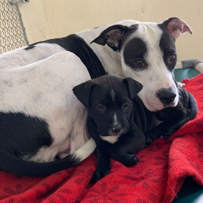 Valentine and puppy