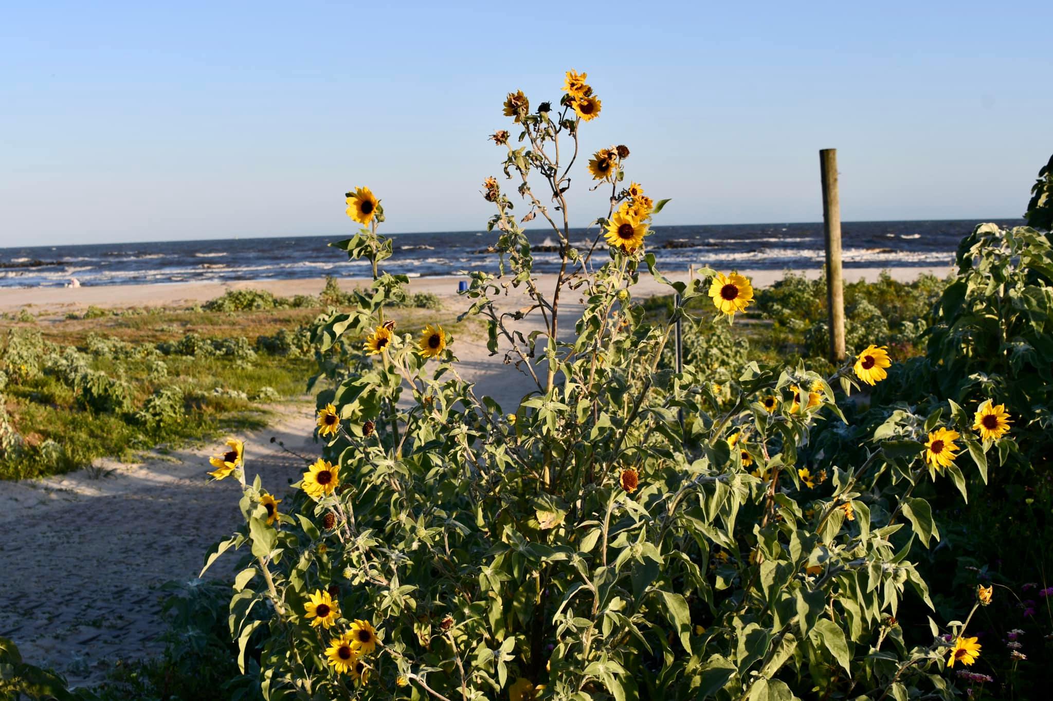 Grand Isle beach.jpg