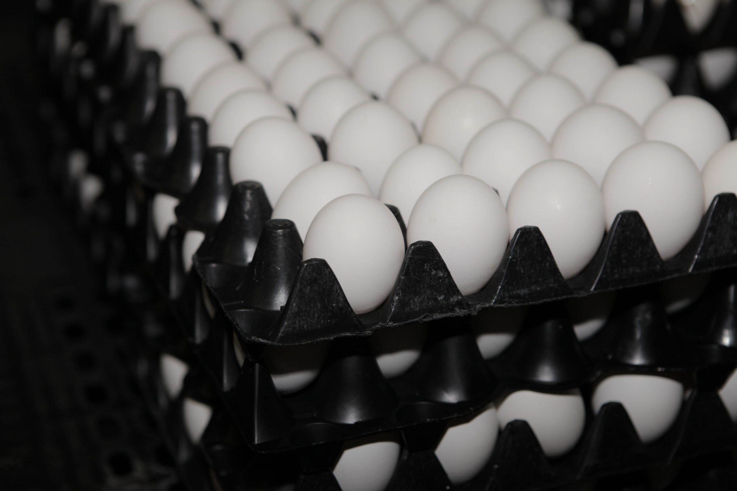 Egg generic