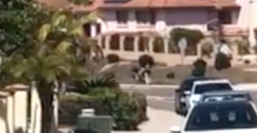 Chula Vista family confront man in alleged animal abuse viral video